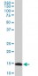 RPL36A Antibody (monoclonal) (M01)